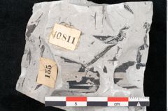 Foto (Detailansicht) von Sphenopteris haidingeri Ettingshausen (NHMW-GEO-2024-0188-10811)